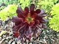 Aeonium Arboreum Ã¢â¬ËZwartkopÃ¢â¬â¢ Black Rose Royalty Free Stock Photo